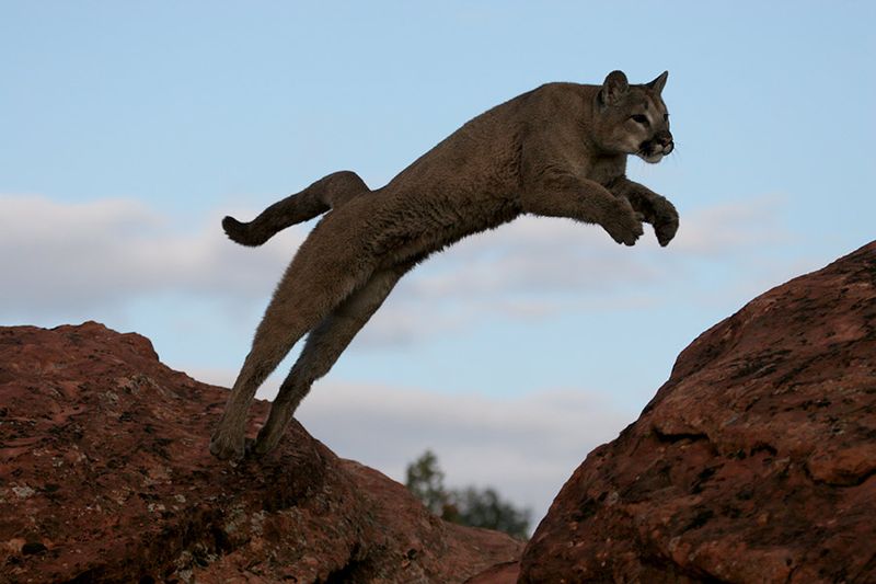 Mountain Ambushers: Pumas