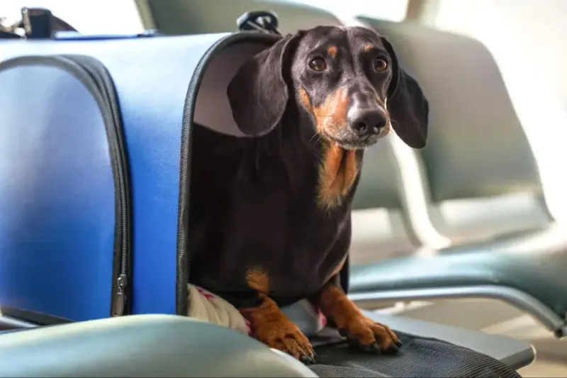 Airline Policies For Pets
