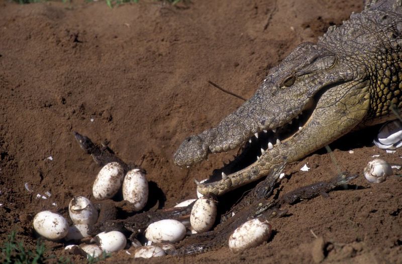 Crocodile Nesting Mounds