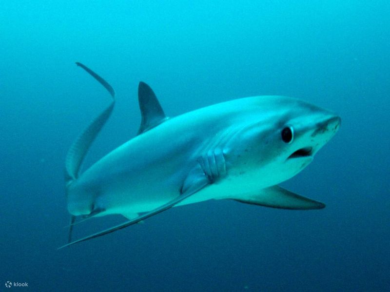Thresher Shark: The Tail-Whipping Predator