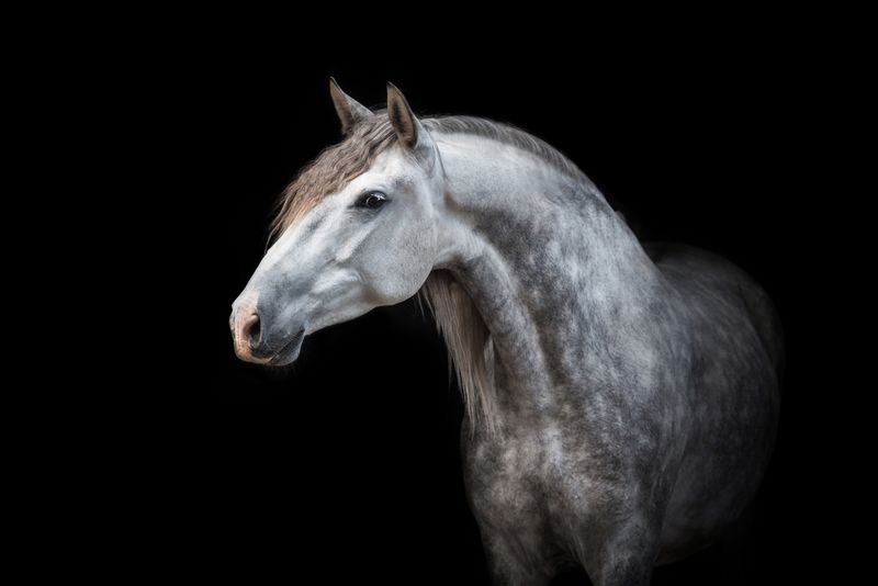 Andalusian