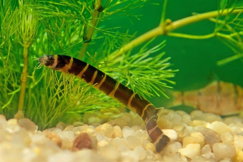 Kuhli Loach: The Living Noodle