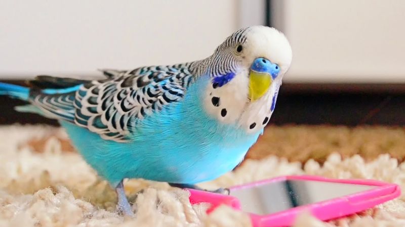 Budgerigar