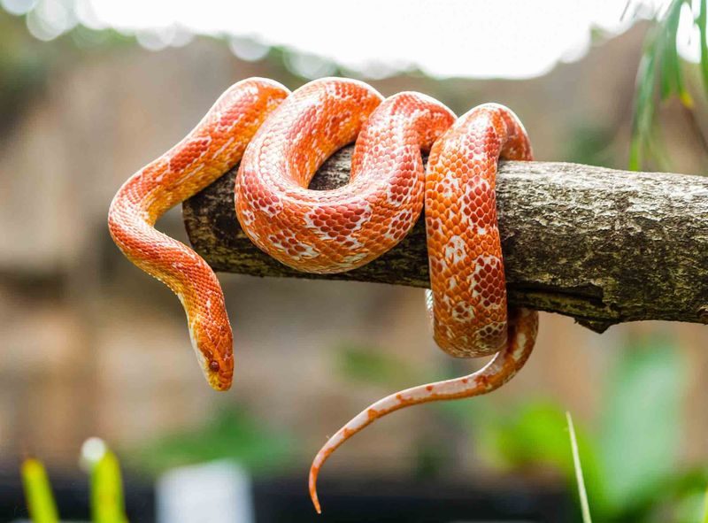 Snakes: From Whale-Sized To Slithering Specialists