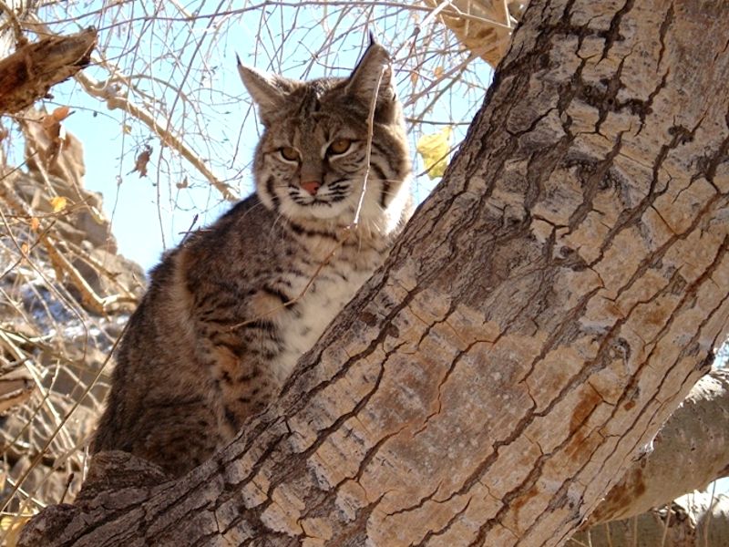 Bobcats: Stealthy Snake Stalkers