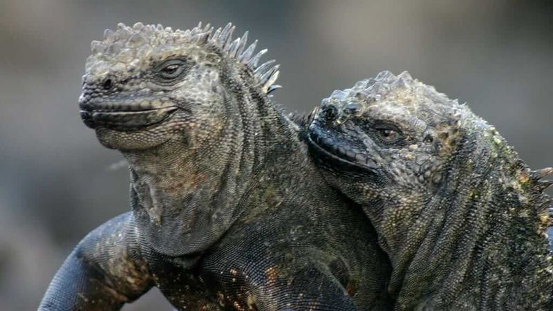 Century-Old Survivors
