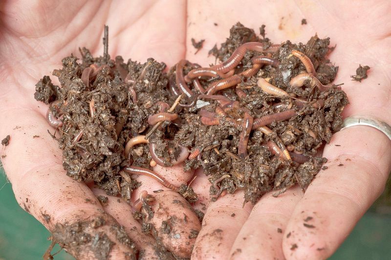 Earthworms Can Consume Up To Half Their Body Weight In A Day