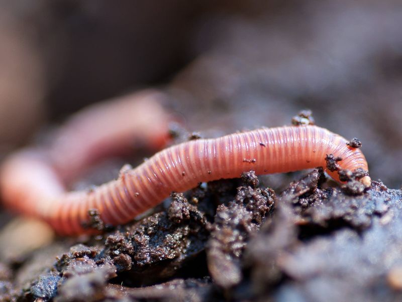 Earthworms Have A Very Simple Brain