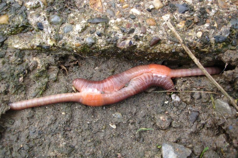 Earthworms Are Hermaphrodites