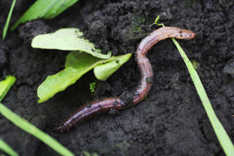 They Have A Strong Impact On Plant Growth