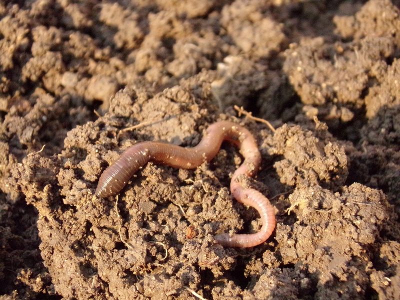 They Contribute To Carbon Sequestration