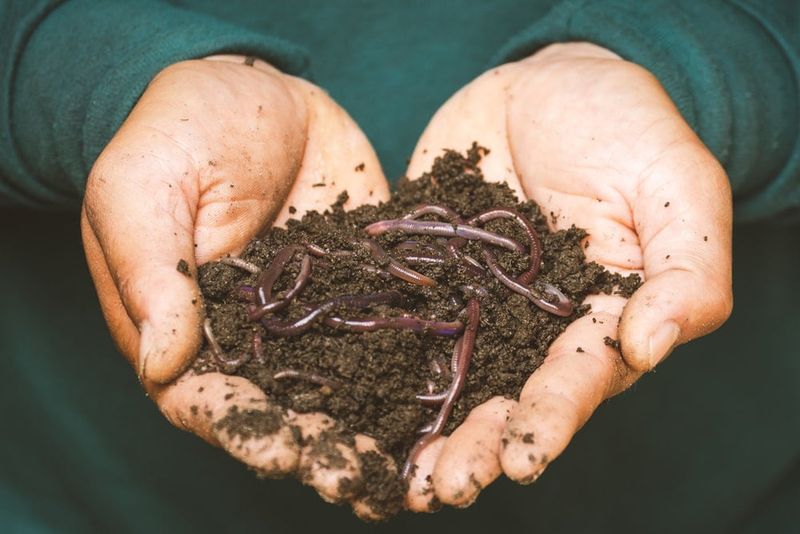 They Can Live For Over 6 Years In Ideal Conditions