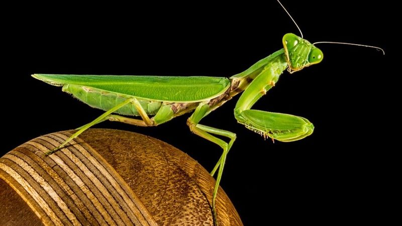 Praying Mantis: Silent Garden Sentinels