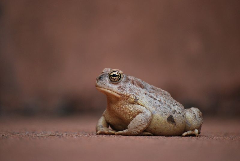 Dusty Spadefoot Toads That Match Desert Sands
