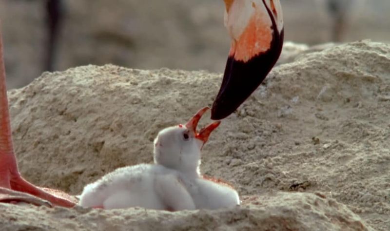 Flamingo's Pink Milk Miracle