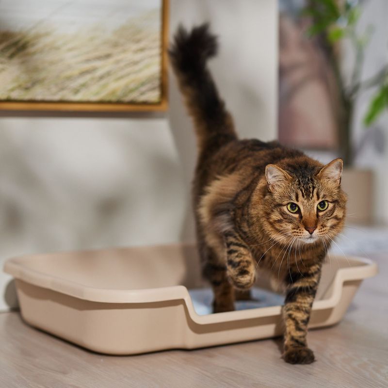 Improved Litter Box Accessibility