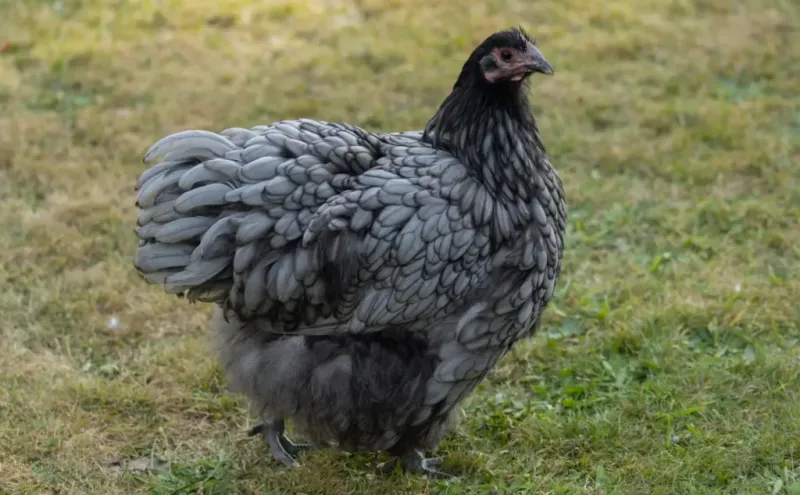 Favaucana: The Lavender Egg Innovator