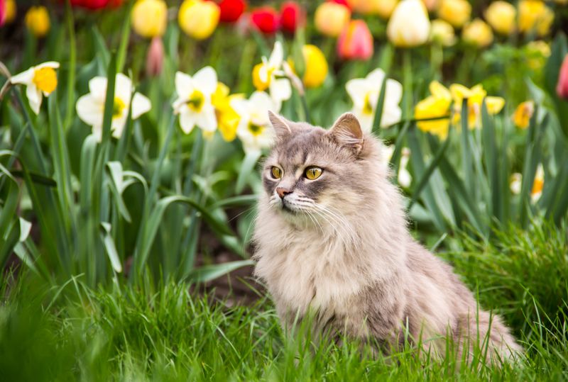 Toxic Spring Flowers
