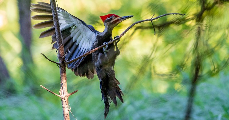 Pileated Woodpecker