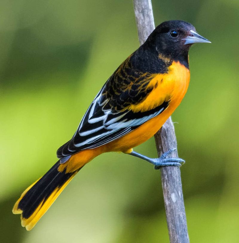 Baltimore Oriole - The Flame-Colored Architect