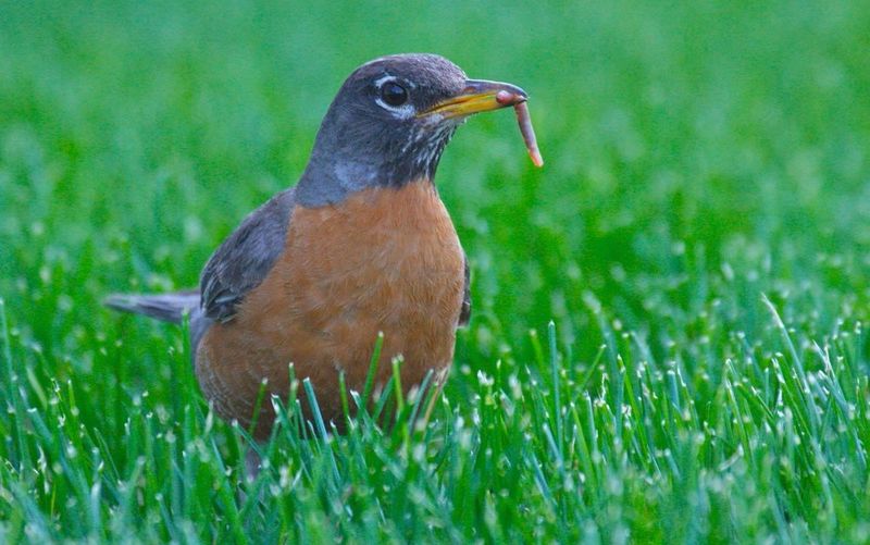 American Robin