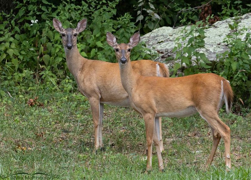 White-tailed Deer