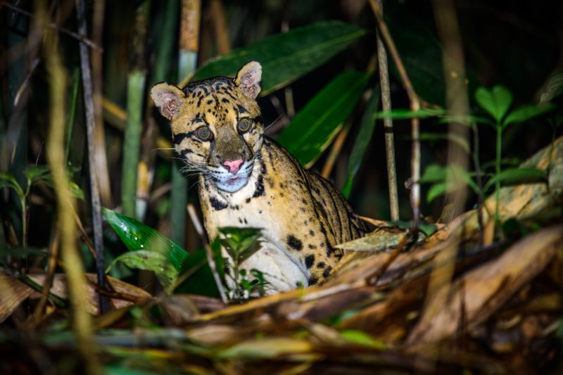 Clouded Leopard: Border Phantom
