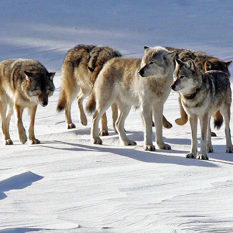 Isle Royale Wolf