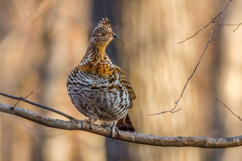 Ruffed Grouse