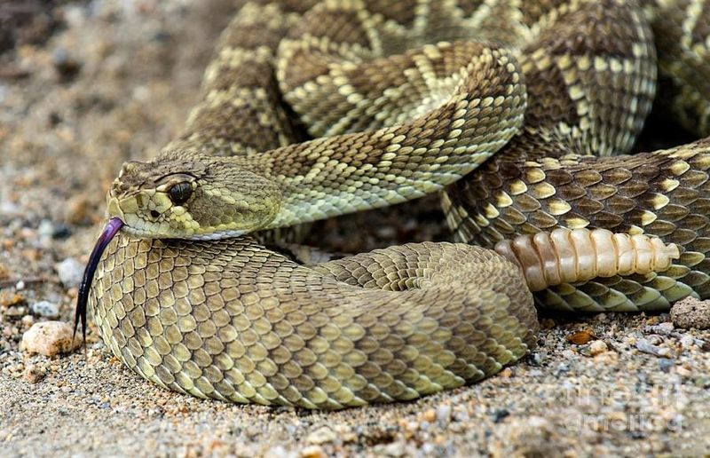 Mojave Rattlesnake: The Silent Predator Of The Desert