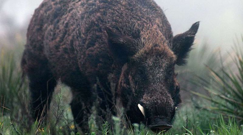 Wild Boar: Tusked Terrors