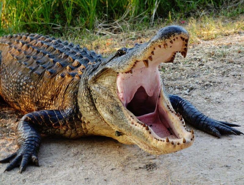 American Alligator