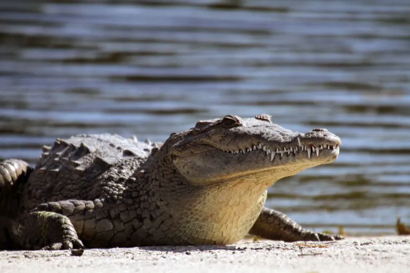 Saltwater Crocodile