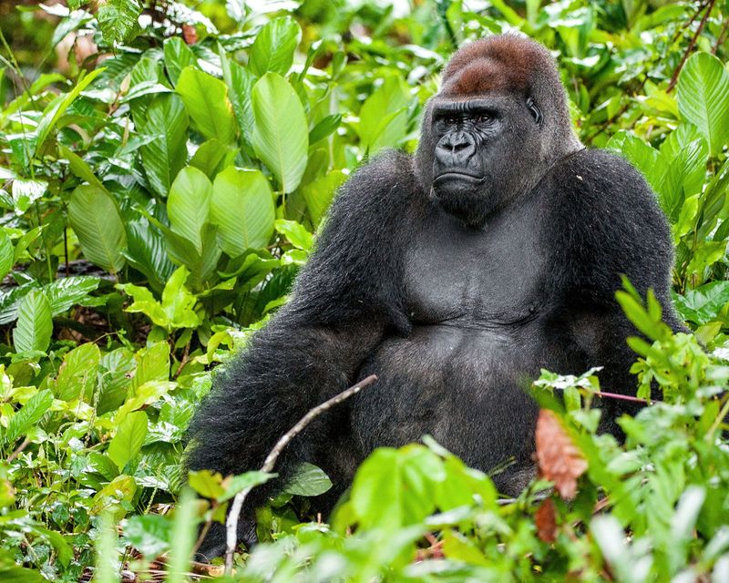 Western Lowland Gorilla