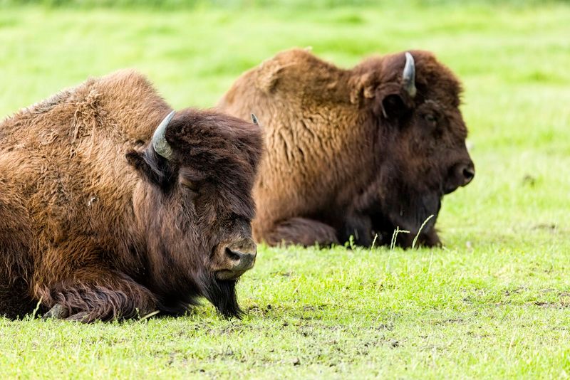Wood Bison