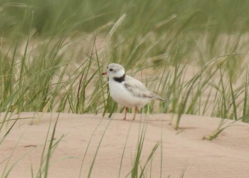 Piping Plover