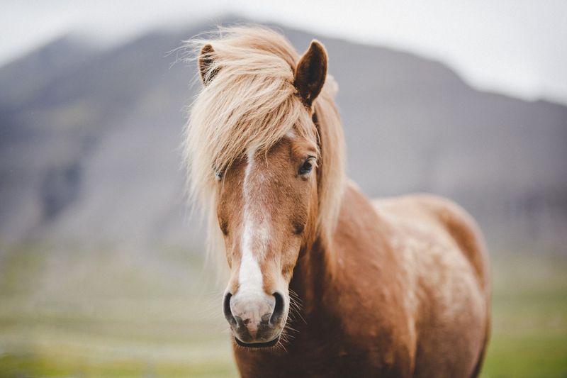 Mellow Icelandic Horses