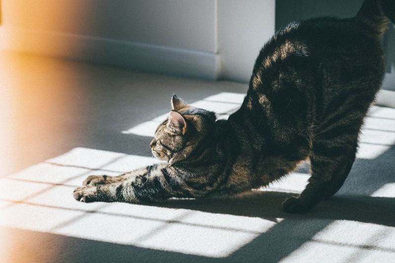 Feline Flexibility