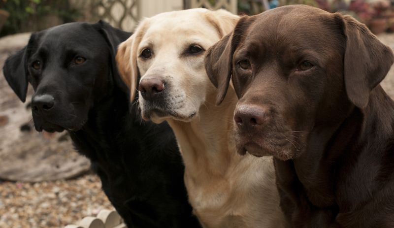 Calm And Loyal Dogs: Labrador Retrievers