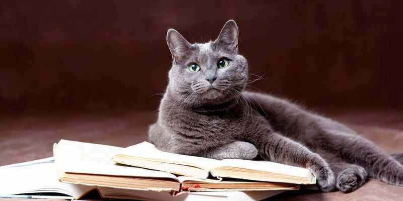 The Serene Russian Blue
