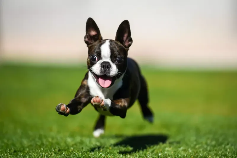 Zoomies