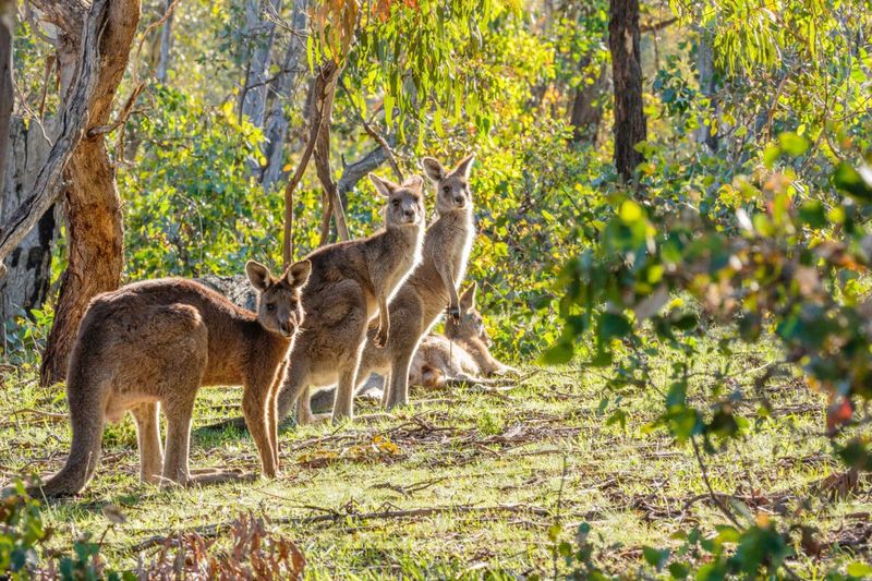 Grey Kangaroo