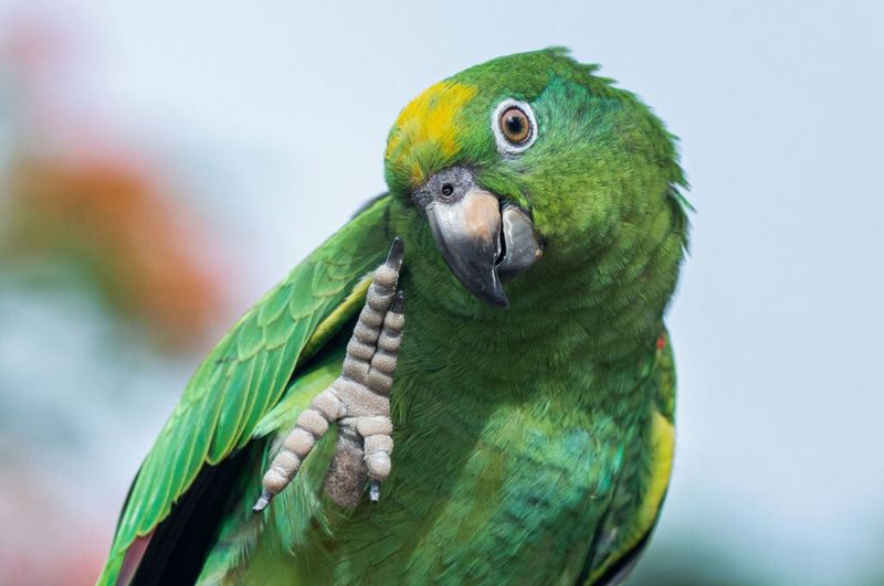Amazon Parrot