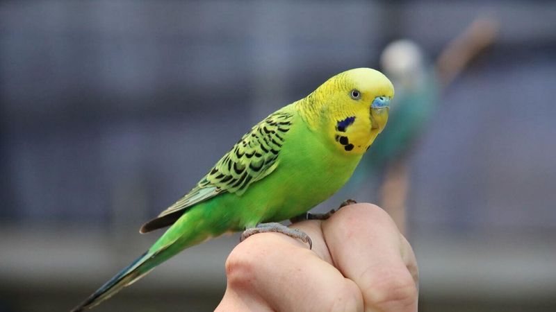 Tiels (Tame Budgies)
