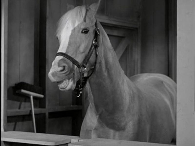 Mr. Ed: The Talking Television Sensation