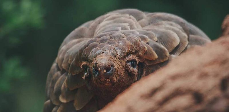 Challenges Of Studying The Electric Pangolin