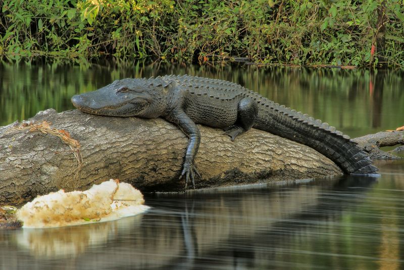 Hillsborough River – Tampa's Wild Backyard