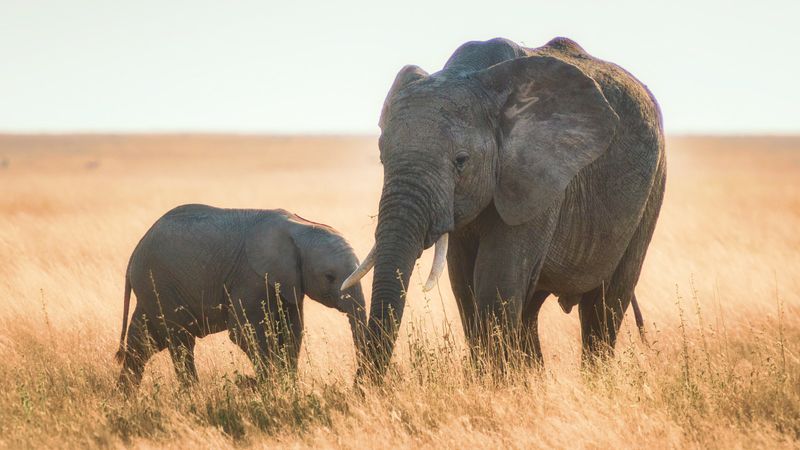 Comparison With Elephant Habitats Worldwide