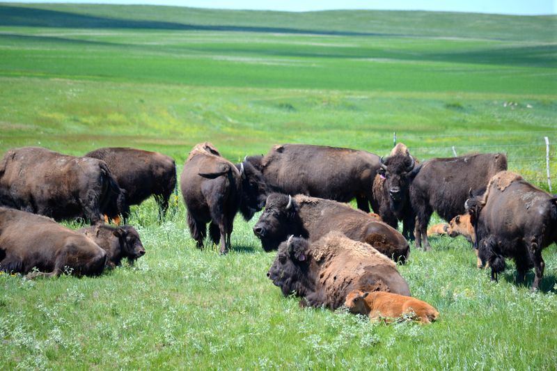 Genetic Diversity Guardians