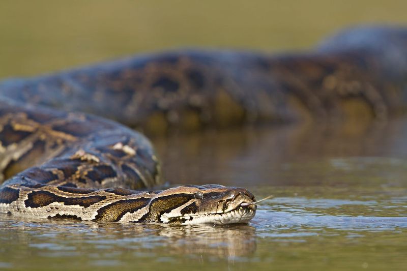 Limited Natural Predators